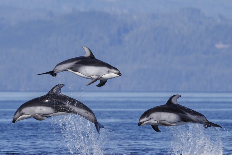 Three white-sided dolphins leap out of the ocean