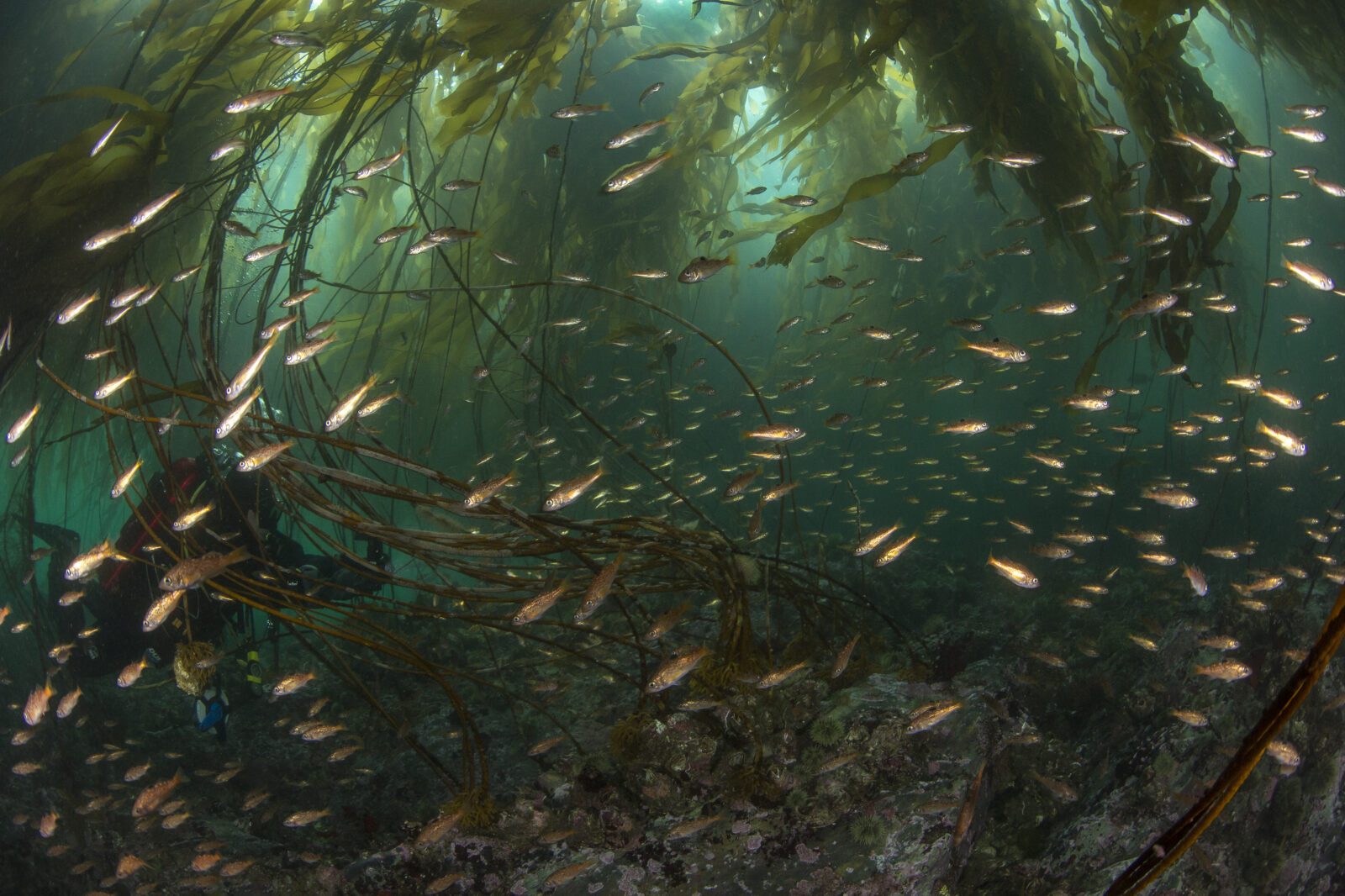 Reports & Publications