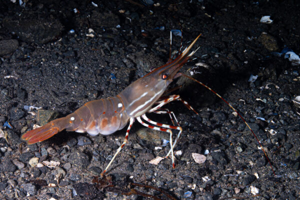 A California sport prawn crawls on the rocky sea floor