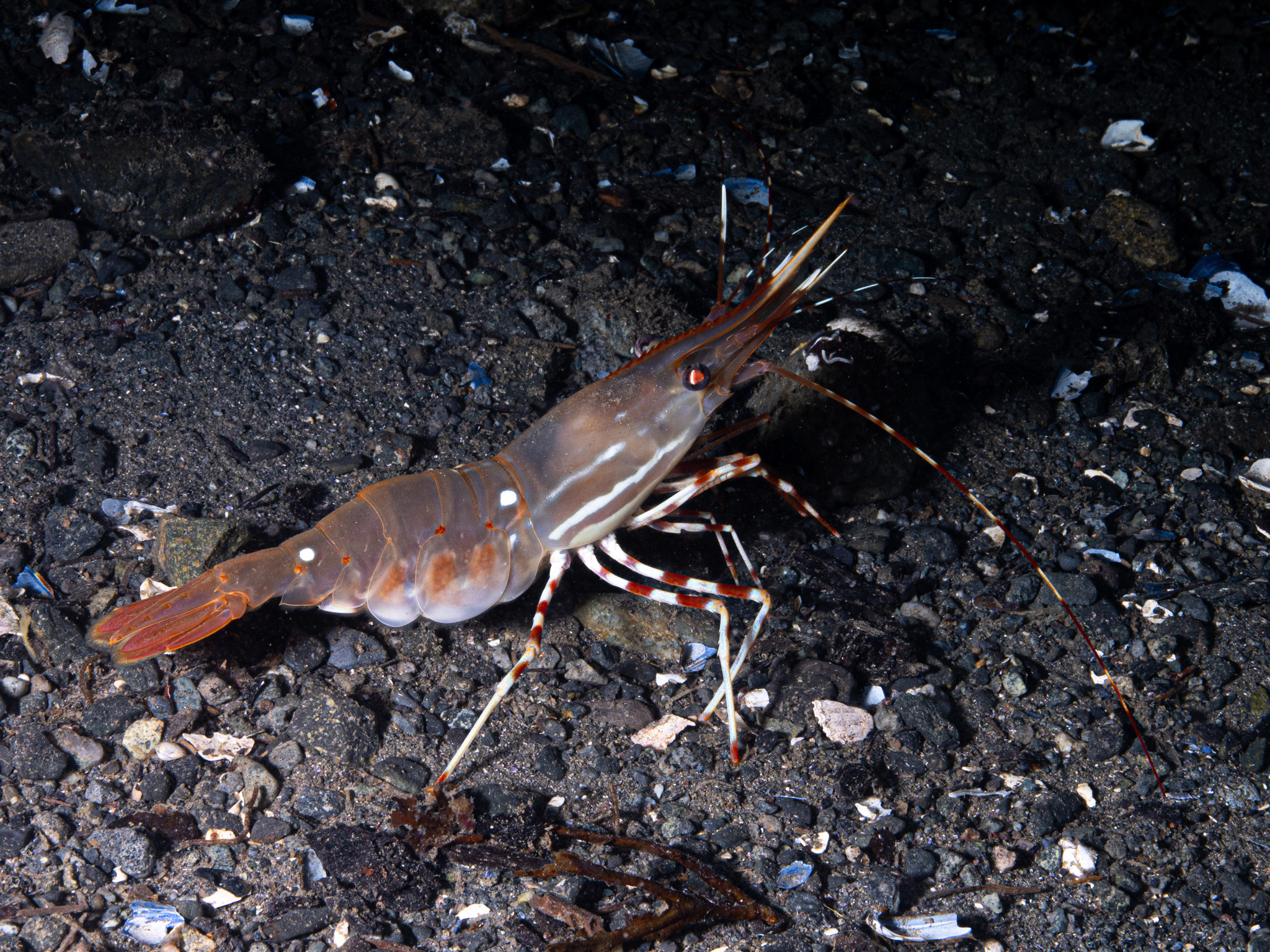 A California sport prawn crawls on the rocky sea floor