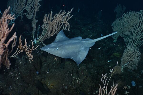 A Pacific white skate swims through deep sea corals