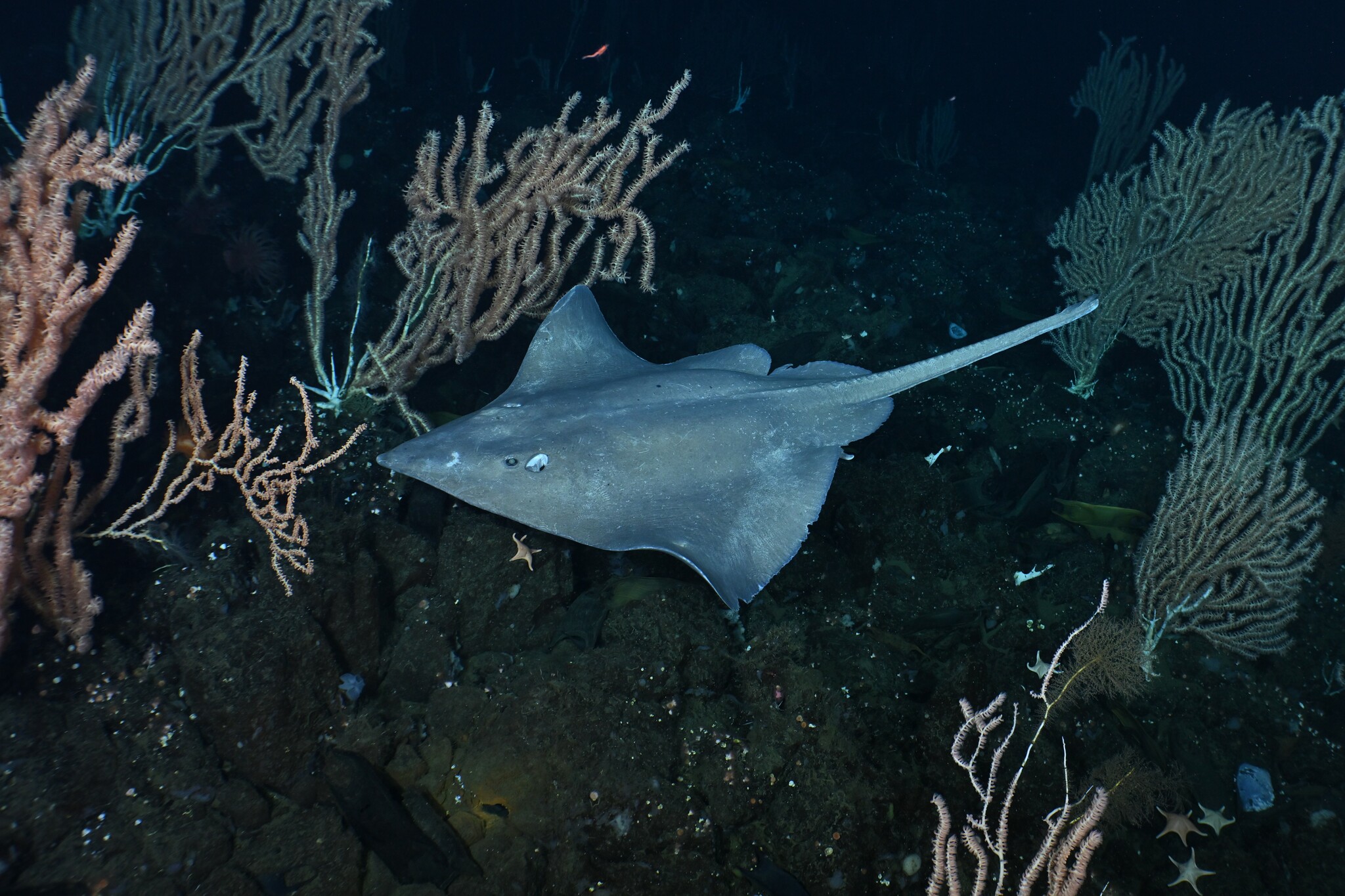 A Pacific white skate swims through deep sea corals