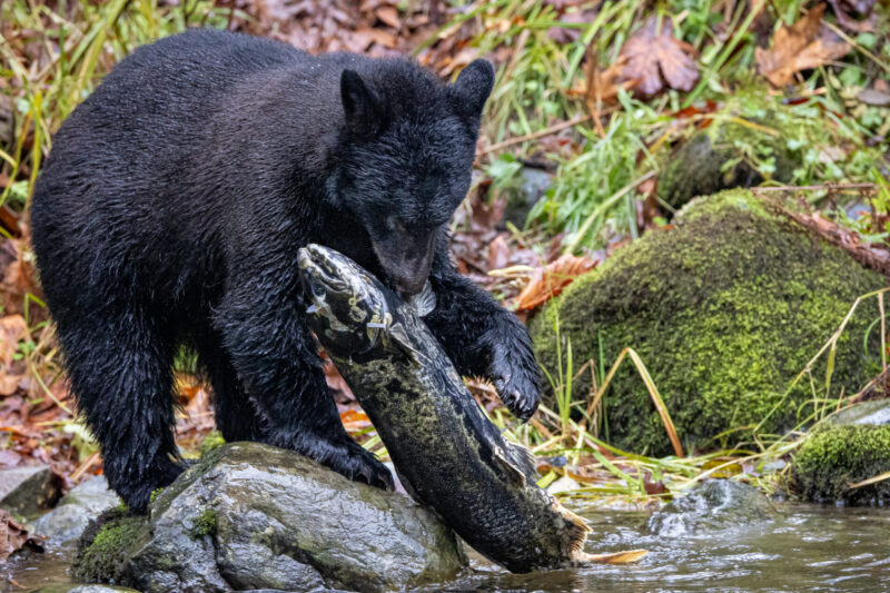 CPAWS-BC celebrates the milestone announcement of the Mia-yaltwa Ha’lidzogm hoon, the Realm of the Salmon, Home of the Salmon
