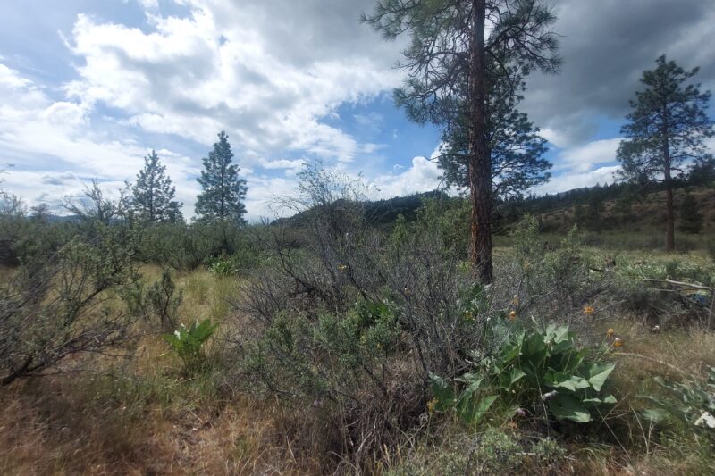 Reflections on the 2-Eyed Seeing Land Ceremony